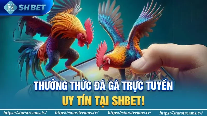 Chạng gà là gì? Bí mật xác định chạng gà trong giới chơi gà 4 Thưởng thức Đá Gà Trực Tuyến Uy Tín Tại Shbet!